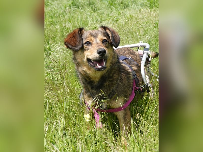 Charly sucht Menschen mit Herz