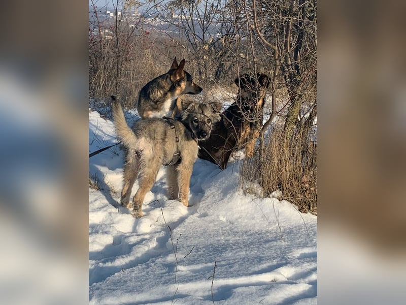 Schüchterne Suki sucht Menschen mit Hundeverstand