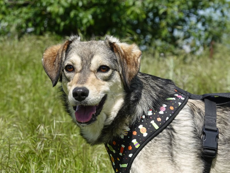 Mayli sucht ein liebevolles Zuhause