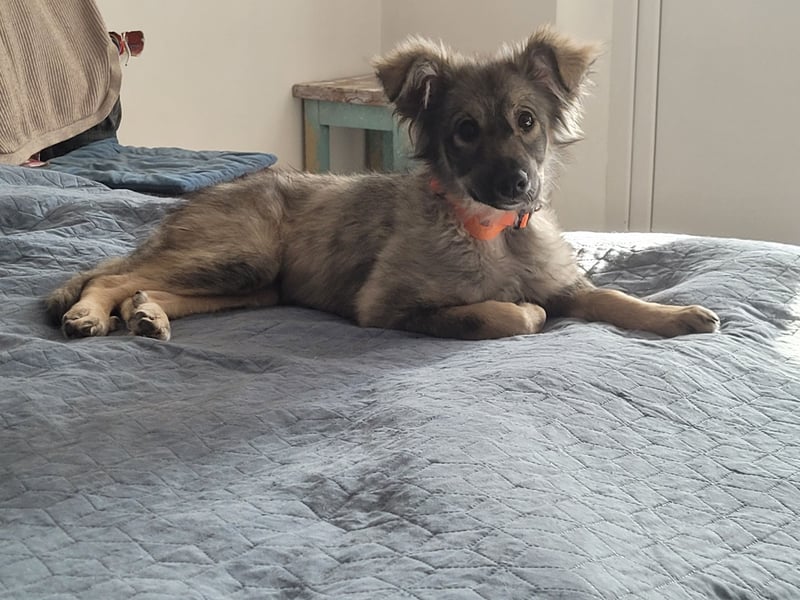 Schüchterne Suki sucht Menschen mit Hundeverstand