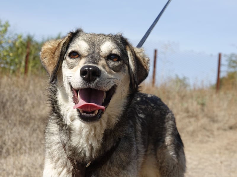 Mayli sucht ein liebevolles Zuhause