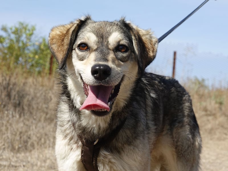 Mayli sucht ein liebevolles Zuhause