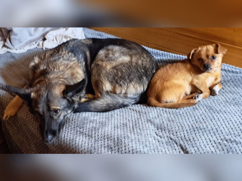 Emilia - Eine treue Schäferhund-Mix-Hündin mit großem Herzen sucht ihr Für-immer-Zuhause
