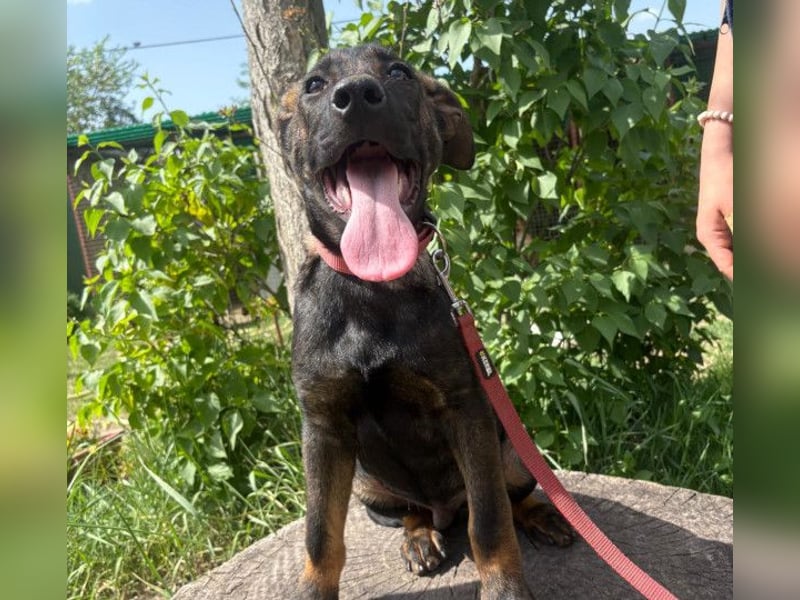 Valentino sucht ein warmes und liebevolles Zuhause