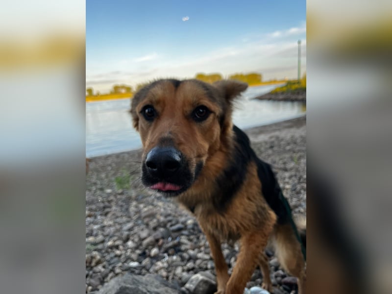 ELY, Traumtyp, Schäferhund-Mix, 1,5 Jahre, 50 cm, Pflegestelle Duisburg, Tierschutz Rumänien
