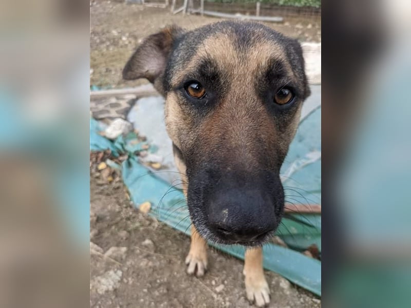 LUPITZA  Schäfermädchen wartet auf ihr zuhause