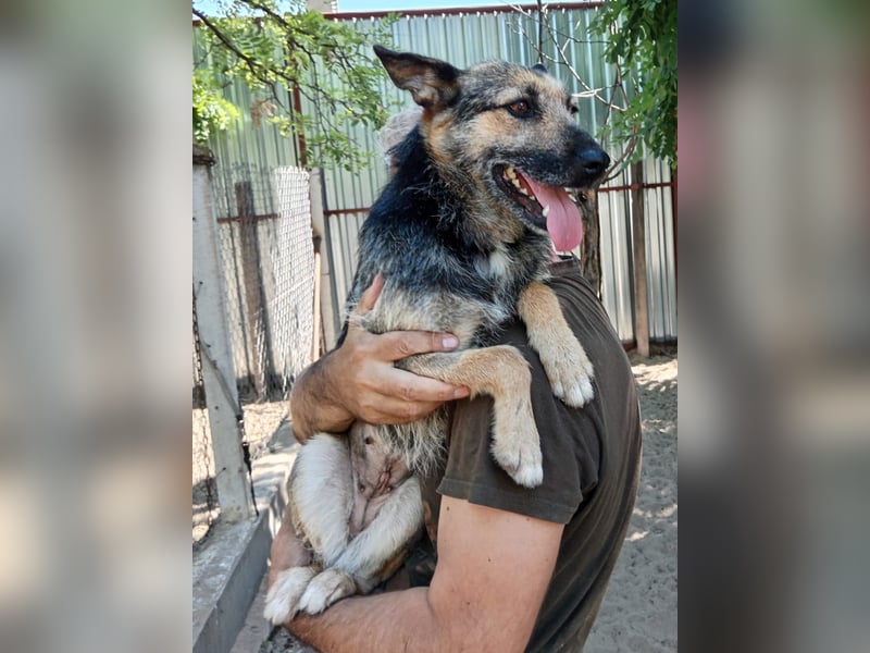 Norka - eine wundervolle Hündin