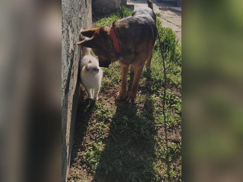  Luna sucht eine Pflege- oder Endstelle