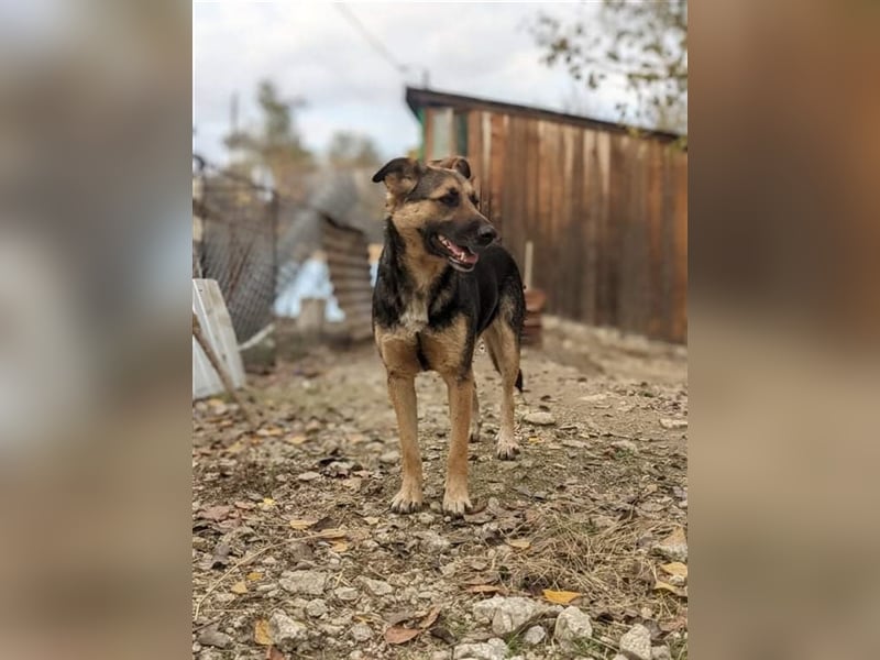 LUPITZA  Schäfermädchen wartet auf ihr zuhause