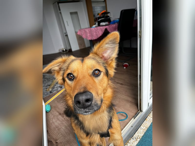 ELY, Traumtyp, Schäferhund-Mix, 1,5 Jahre, 50 cm, Pflegestelle Duisburg, Tierschutz Rumänien
