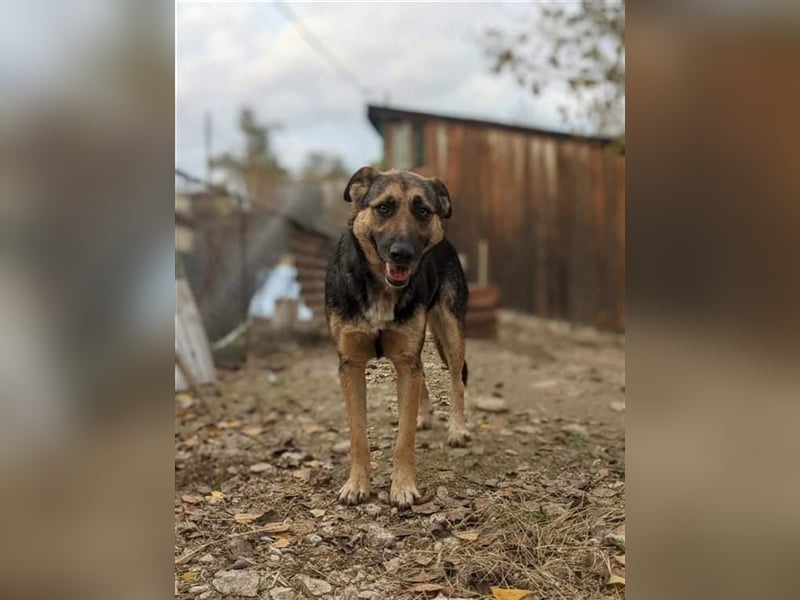 LUPITZA  Schäfermädchen wartet auf ihr zuhause