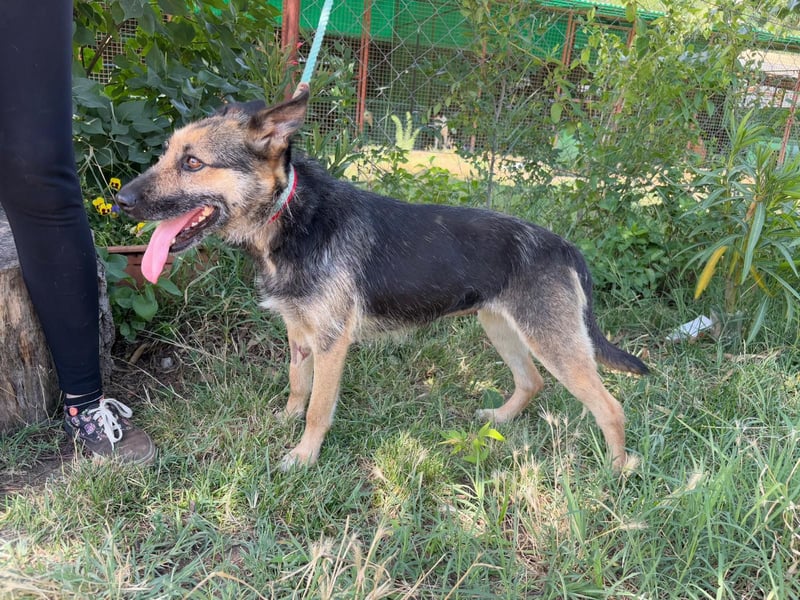 Norka - eine wundervolle Hündin