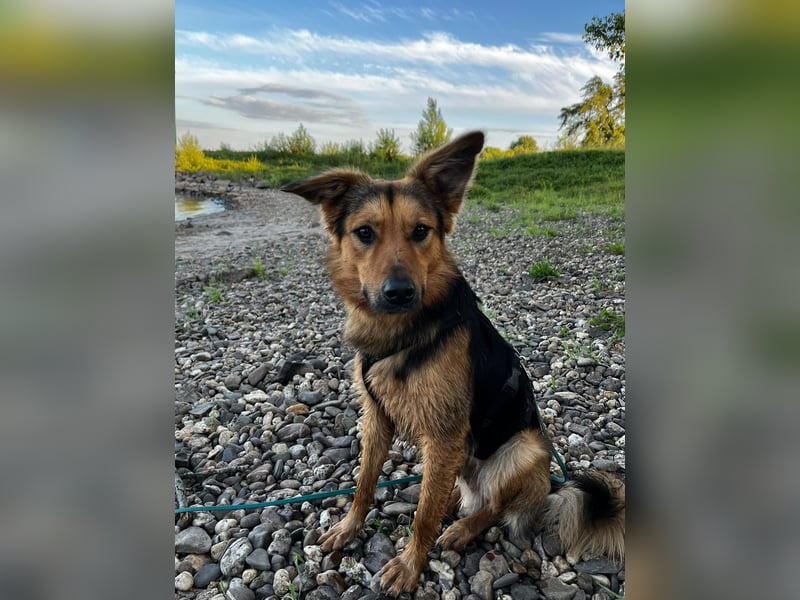 ELY, Traumtyp, Schäferhund-Mix, 1,5 Jahre, 50 cm, Pflegestelle Duisburg, Tierschutz Rumänien