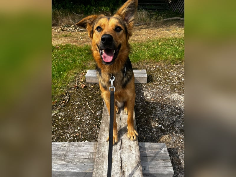 ELY, Traumtyp, Schäferhund-Mix, 1,5 Jahre, 50 cm, Pflegestelle Duisburg, Tierschutz Rumänien