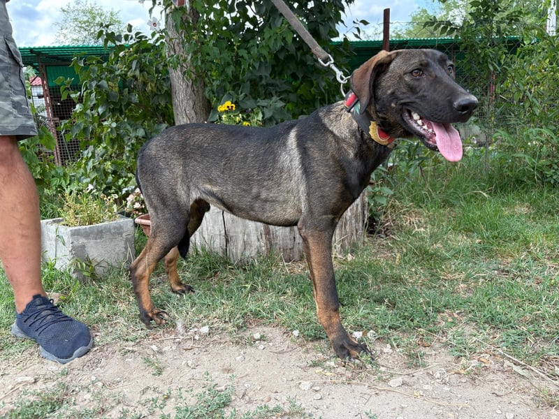 Valentino sucht ein warmes und liebevolles Zuhause