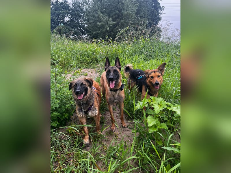 ELY, Traumtyp, Schäferhund-Mix, 1,5 Jahre, 50 cm, Pflegestelle Duisburg, Tierschutz Rumänien