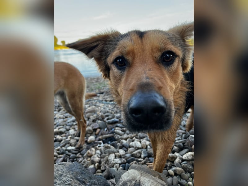 ELY, Traumtyp, Schäferhund-Mix, 1,5 Jahre, 50 cm, Pflegestelle Duisburg, Tierschutz Rumänien