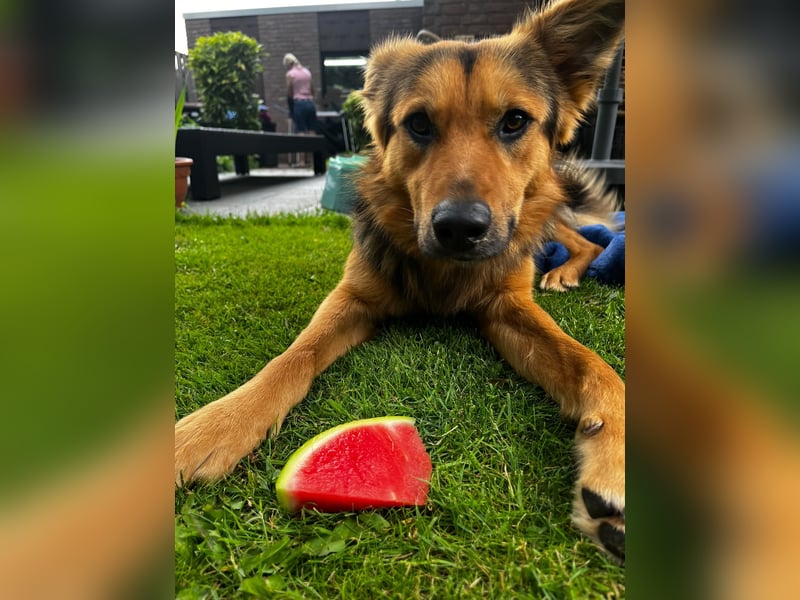 ELY, Traumtyp, Schäferhund-Mix, 1,5 Jahre, 50 cm, Pflegestelle Duisburg, Tierschutz Rumänien