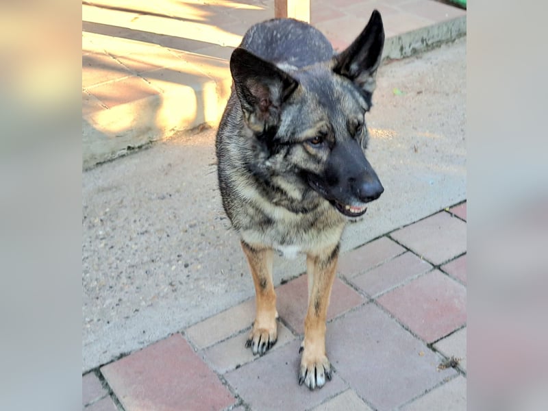 Emilia - Eine treue Schäferhund-Mix-Hündin mit großem Herzen sucht ihr Für-immer-Zuhause
