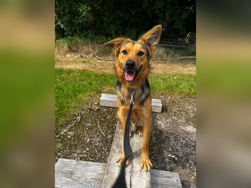 ELY, Traumtyp, Schäferhund-Mix, 1,5 Jahre, 50 cm, Pflegestelle Duisburg, Tierschutz Rumänien