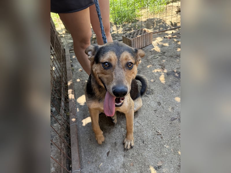 Jankó wartet schon so lange auf ein Zuhause