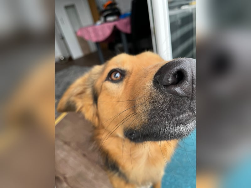 ELY, Traumtyp, Schäferhund-Mix, 1,5 Jahre, 50 cm, Pflegestelle Duisburg, Tierschutz Rumänien