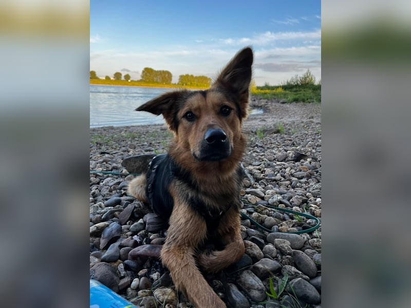 ELY, Traumtyp, Schäferhund-Mix, 1,5 Jahre, 50 cm, Pflegestelle Duisburg, Tierschutz Rumänien