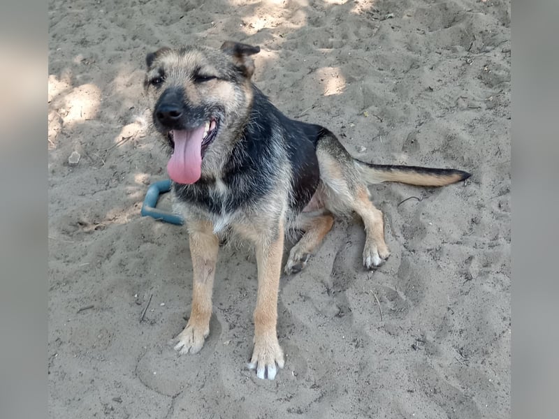 Norka - eine wundervolle Hündin