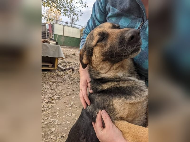 LUPITZA  Schäfermädchen wartet auf ihr zuhause