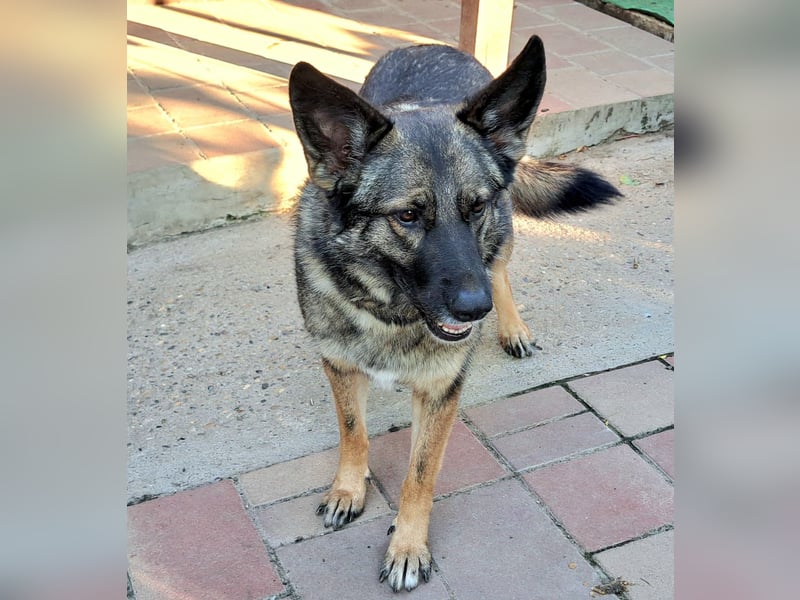Emilia - Eine treue Schäferhund-Mix-Hündin mit großem Herzen sucht ihr Für-immer-Zuhause