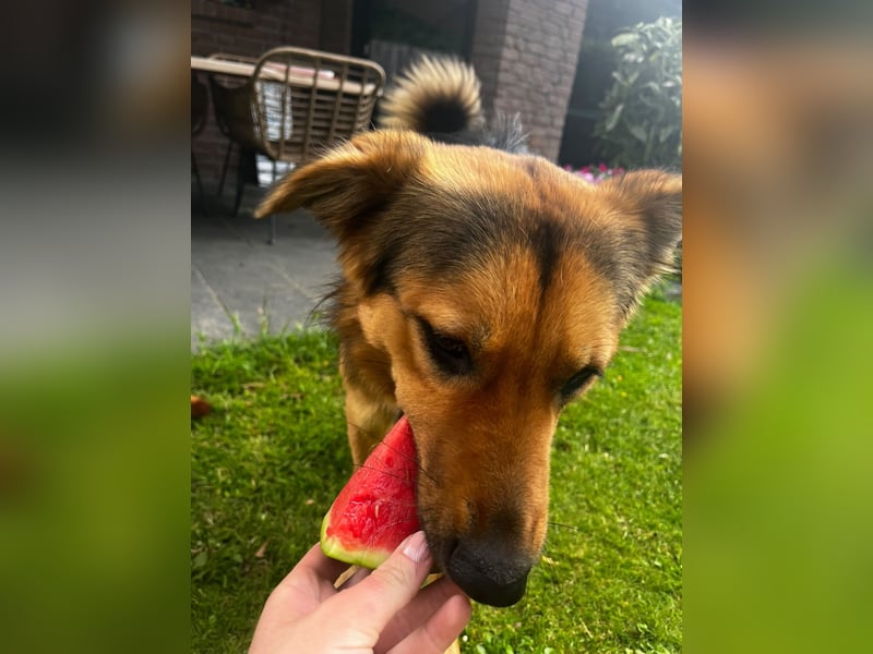 ELY, Traumtyp, Schäferhund-Mix, 1,5 Jahre, 50 cm, Pflegestelle Duisburg, Tierschutz Rumänien