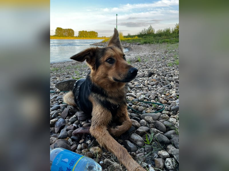 ELY, Traumtyp, Schäferhund-Mix, 1,5 Jahre, 50 cm, Pflegestelle Duisburg, Tierschutz Rumänien