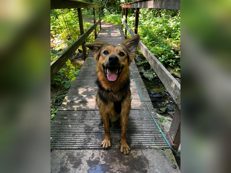 ELY, Traumtyp, Schäferhund-Mix, 1,5 Jahre, 50 cm, Pflegestelle Duisburg, Tierschutz Rumänien