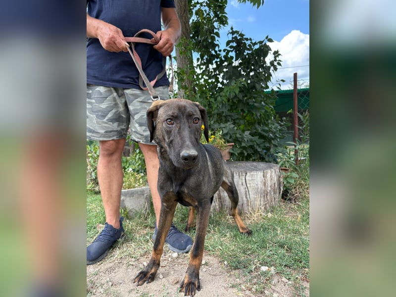 Valentino sucht ein warmes und liebevolles Zuhause