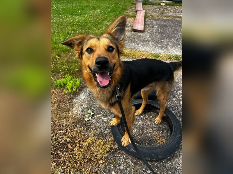 ELY, Traumtyp, Schäferhund-Mix, 1,5 Jahre, 50 cm, Pflegestelle Duisburg, Tierschutz Rumänien