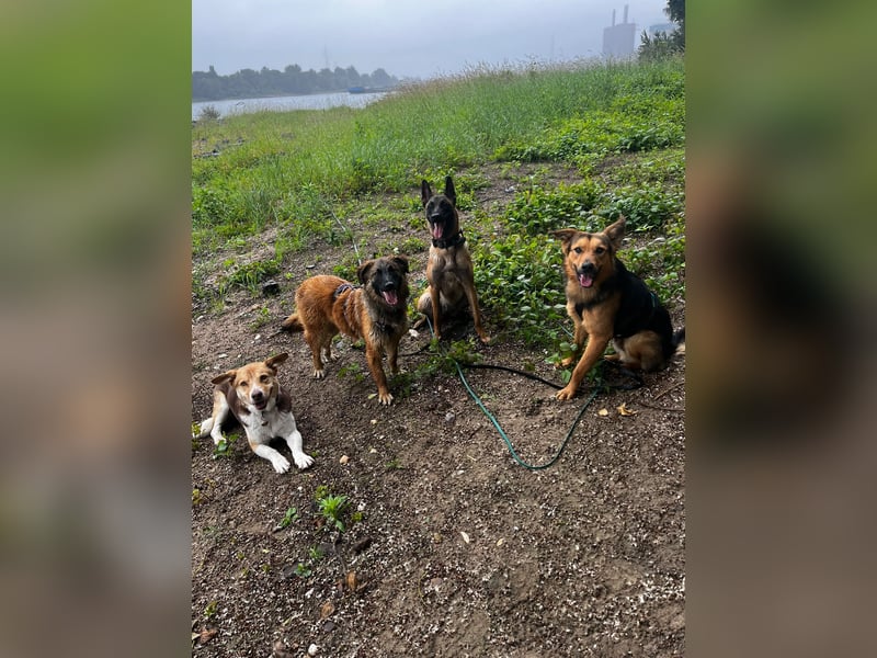 ELY, Traumtyp, Schäferhund-Mix, 1,5 Jahre, 50 cm, Pflegestelle Duisburg, Tierschutz Rumänien
