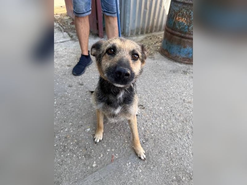 Norka - eine wundervolle Hündin