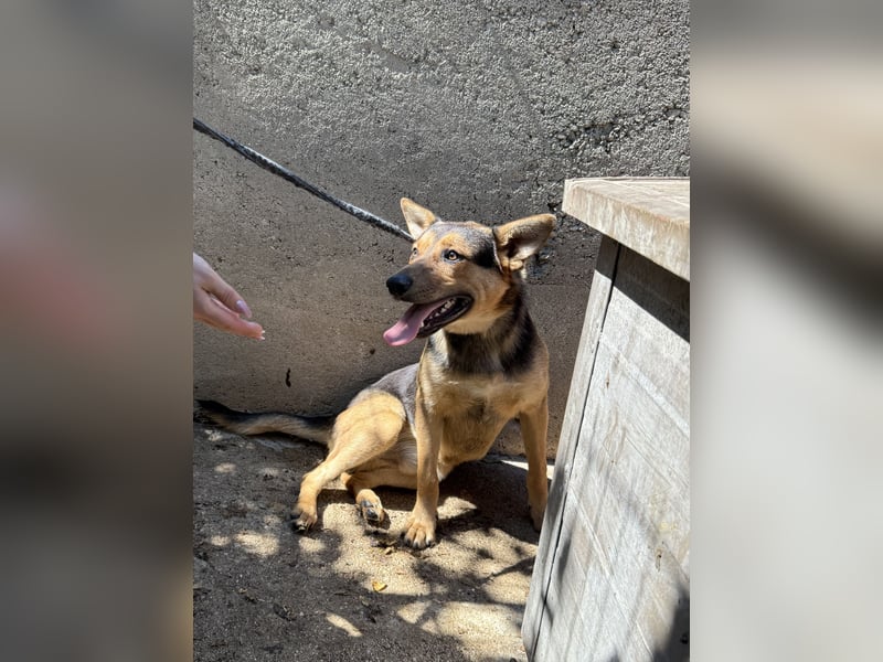 Jankó wartet schon so lange auf ein Zuhause