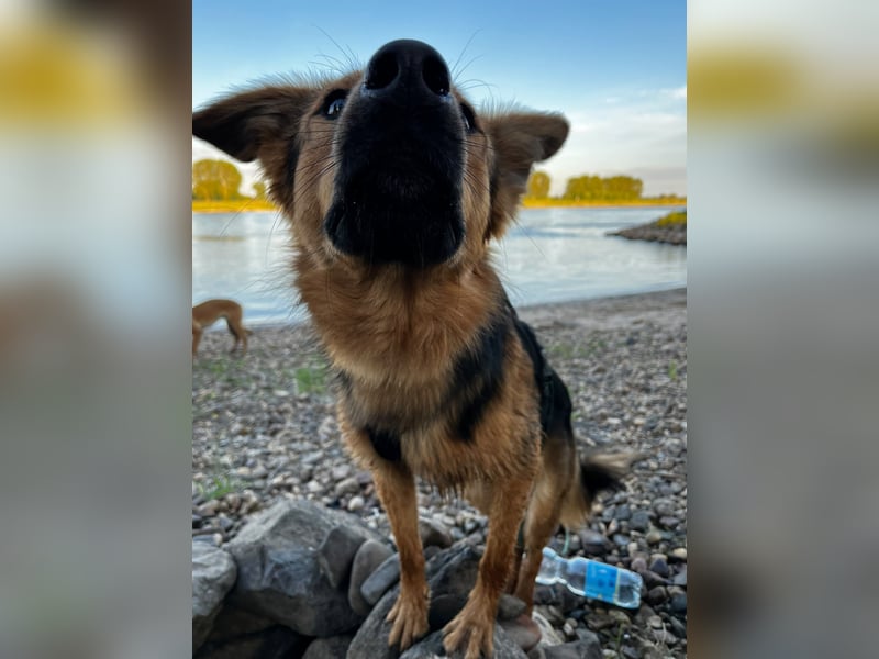ELY, Traumtyp, Schäferhund-Mix, 1,5 Jahre, 50 cm, Pflegestelle Duisburg, Tierschutz Rumänien