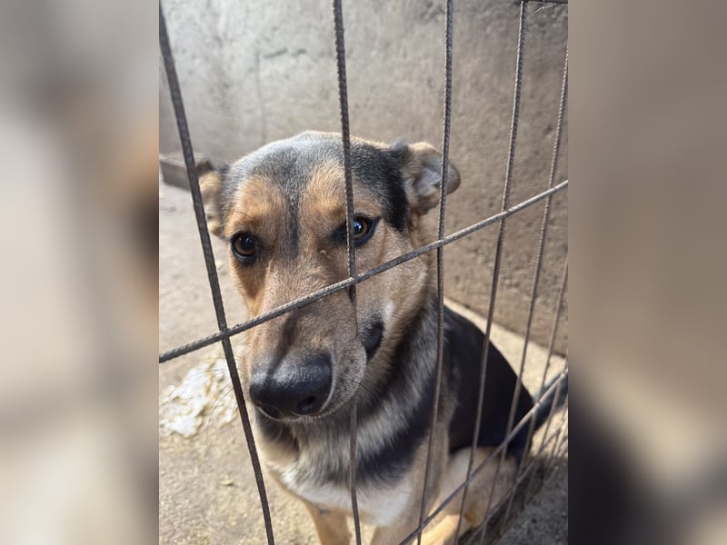 Jankó - treue Seele sucht warmes Zuhause!