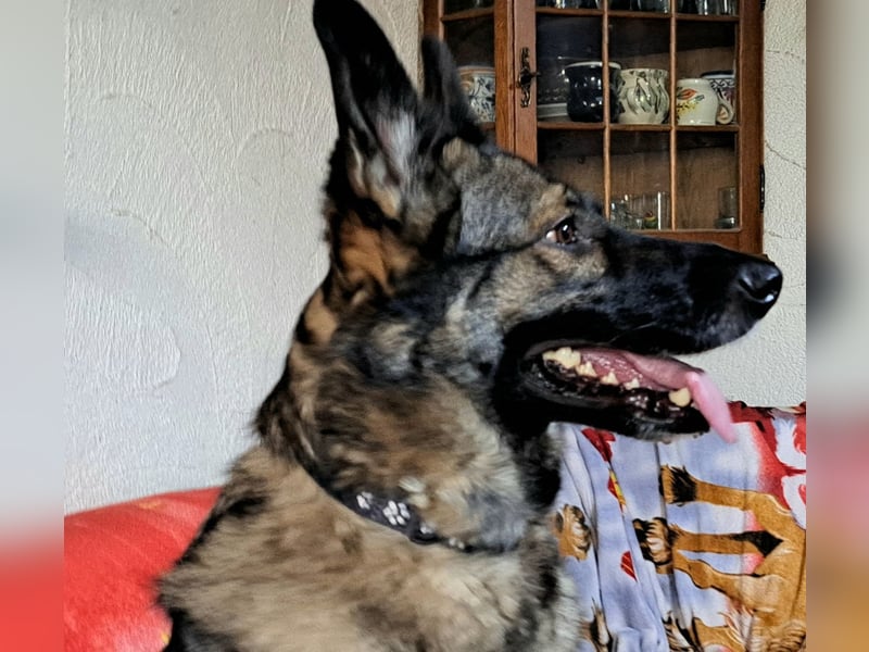 Emilia - Eine treue Schäferhund-Mix-Hündin mit großem Herzen sucht ihr Für-immer-Zuhause