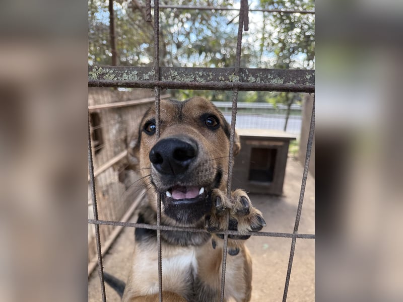 Jankó möchte zeigen, was in ihm steckt