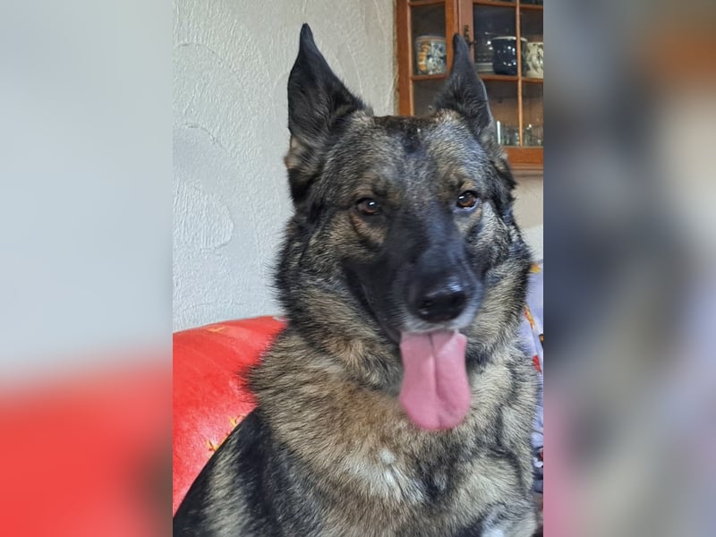 Emilia - Eine treue Schäferhund-Mix-Hündin mit großem Herzen sucht ihr Für-immer-Zuhause