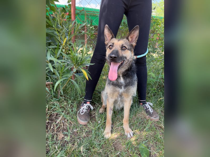 Norka - eine wundervolle Hündin