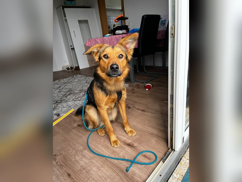 ELY, Traumtyp, Schäferhund-Mix, 1,5 Jahre, 50 cm, Pflegestelle Duisburg, Tierschutz Rumänien