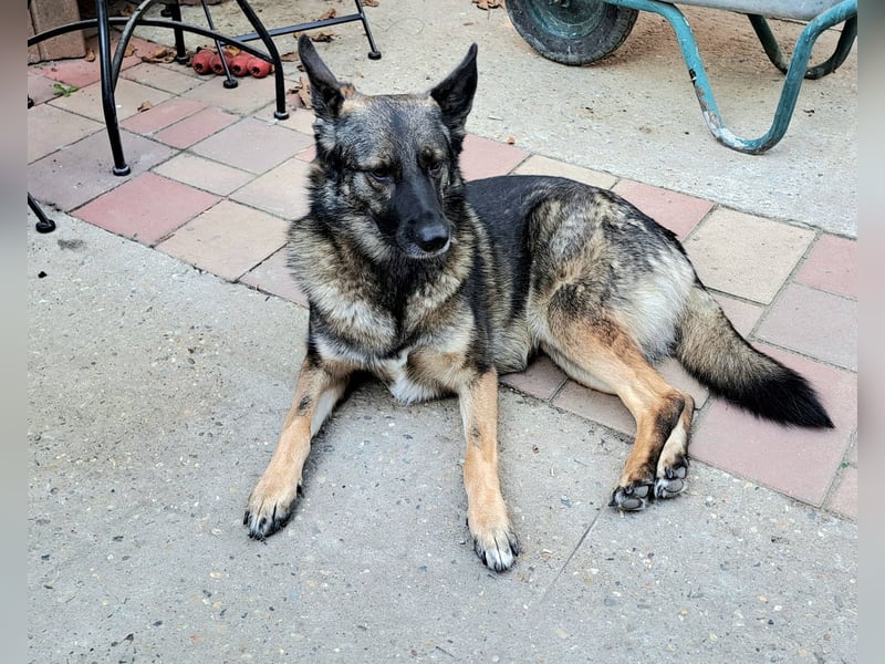Emilia - Eine treue Schäferhund-Mix-Hündin mit großem Herzen sucht ihr Für-immer-Zuhause