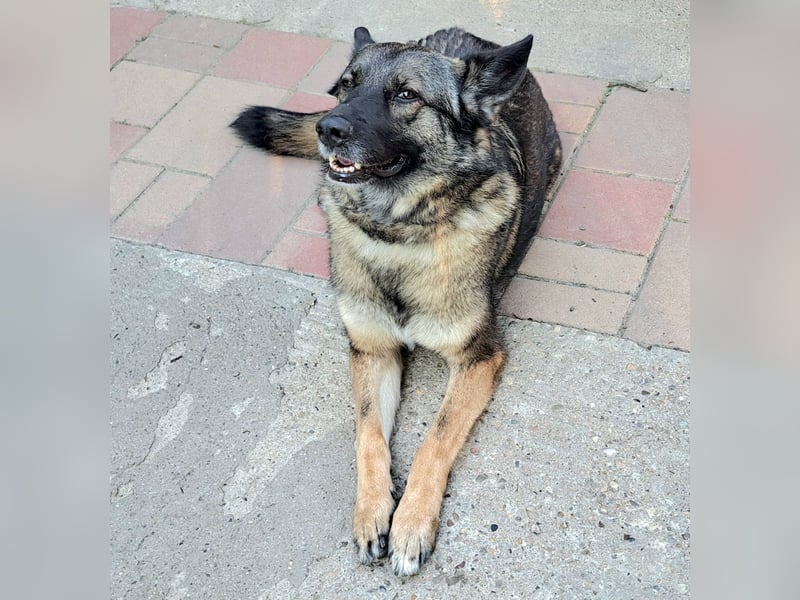 Emilia - Eine treue Schäferhund-Mix-Hündin mit großem Herzen sucht ihr Für-immer-Zuhause