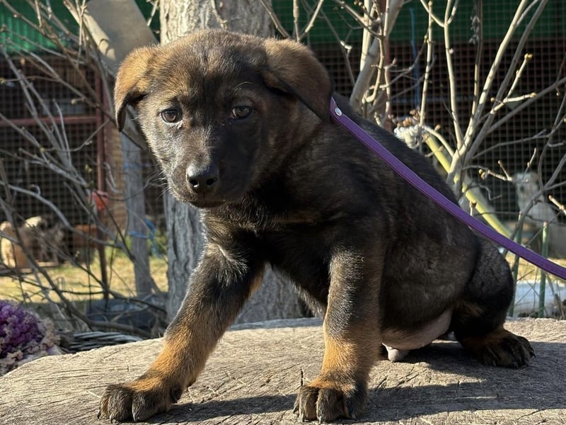 Valentino sucht ein warmes und liebevolles Zuhause