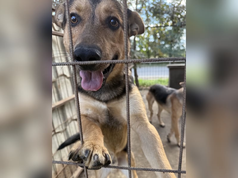 Jankó möchte zeigen, was in ihm steckt