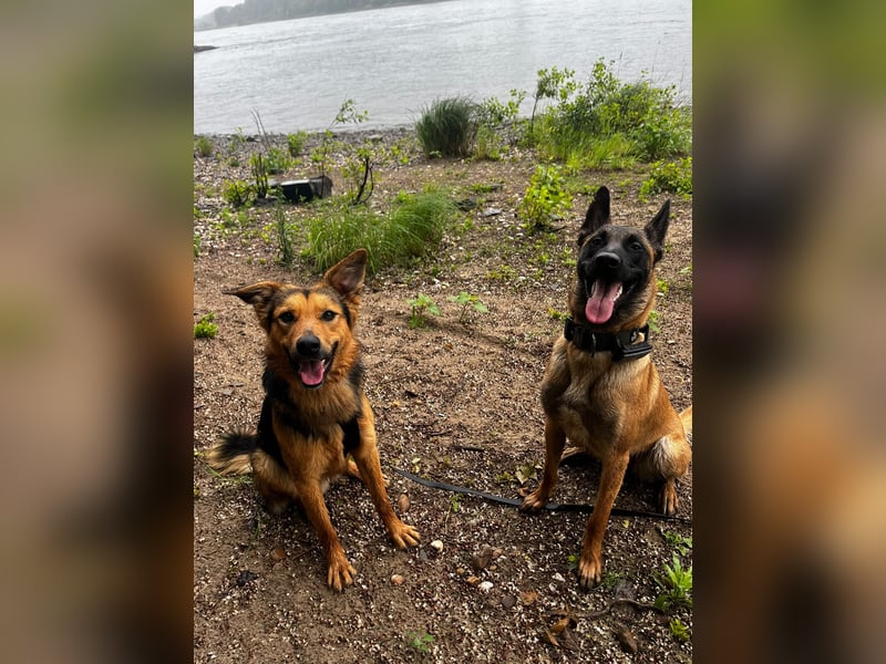 ELY, Traumtyp, Schäferhund-Mix, 1,5 Jahre, 50 cm, Pflegestelle Duisburg, Tierschutz Rumänien
